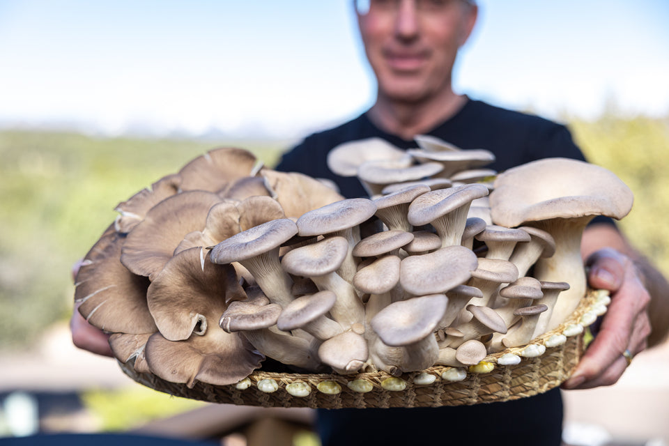 Mushrooms for health benefits
